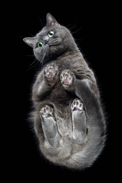 istock Bottom up view of a cat standing on transparent glass looking down at camera. Creative idea, unusual view. Shot from the bottom up through transparent glass. Black isolated background. 1403454198