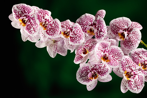 Phalaenopsis orchid miniature hybrids and Tillandsias on one trunk