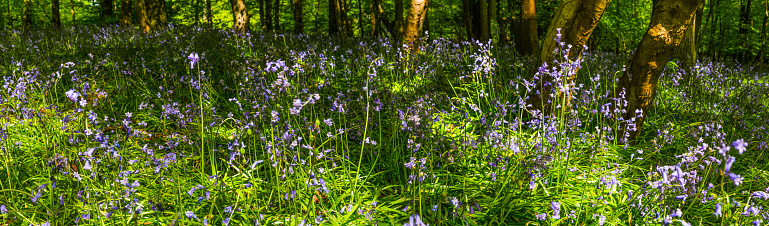 Brightly colored sunlit purple bluebell flowers against a natural green woodland background, using a shallow depth of field.