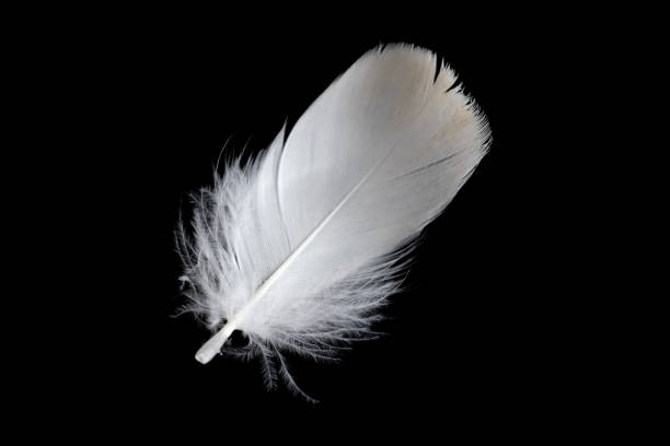 istock white feather of a goose on a black background 1403454371
