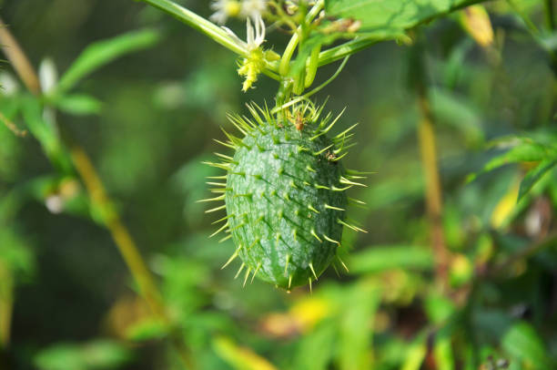 istock In the wild echinocystis lobata grows 1403454485