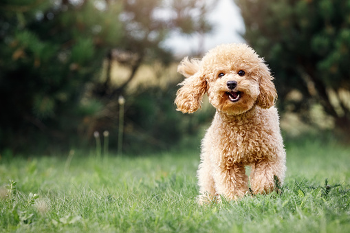 Un pequeño cachorro sonriente de un caniche marrón claro en un hermoso prado verde corre felizmente hacia la cámara. Lindo perro y buen amigo. Espacio libre para copiar texto photo