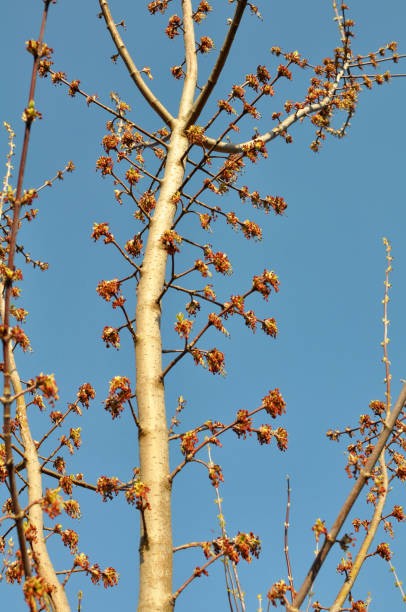 istock In nature, the maple (Acer negundo) blooms 1403454801