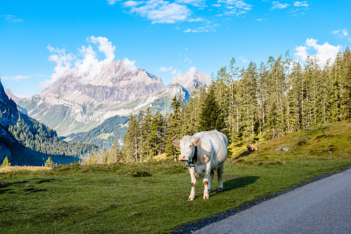 View from a hiking trail leading to Lake Oeschinen. There are numerous pastures for cows along the way. The Oeschinensee lake is located at 1500 meters above sea level and is located above Kandersteg in the Bernese Oberland, Canton of Bern, Switzerland
