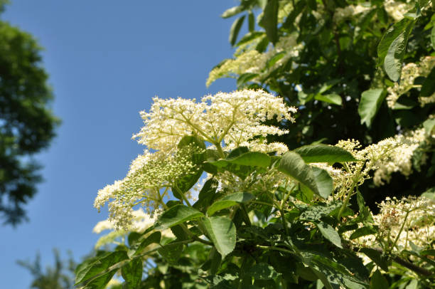 la baya del saúco florece en la naturaleza - elderberry fotografías e imágenes de stock