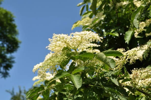 il sambuco fiorisce in natura - elderberry foto e immagini stock