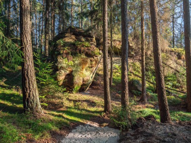 istock Rosssteig in Saxon Switzerland - Forest in evening mood, Tree tunk, Rock 1403456794