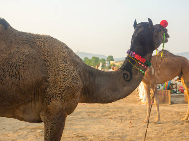 istock Camels gathered for trade at pushkar camel fair in India 1403457725