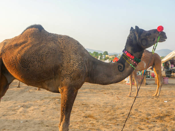 istock Camels gathered for trade at pushkar camel fair in India 1403457752