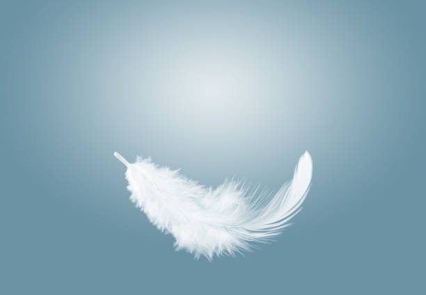 istock Abstract Single White Bird Feather Falling in The Air. 1403458301