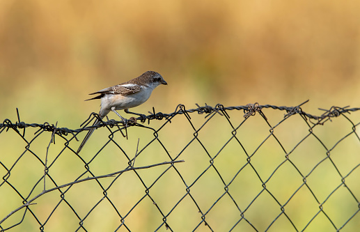 a sparrow bird on barbed wire