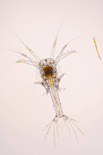 istock Shrimp, Zoea stage of Vannamei shrimp in light microscope, Shrimp larvae under a microscope, White shrimp, Nauplius, zoea, Larvae. Background. 1403459138