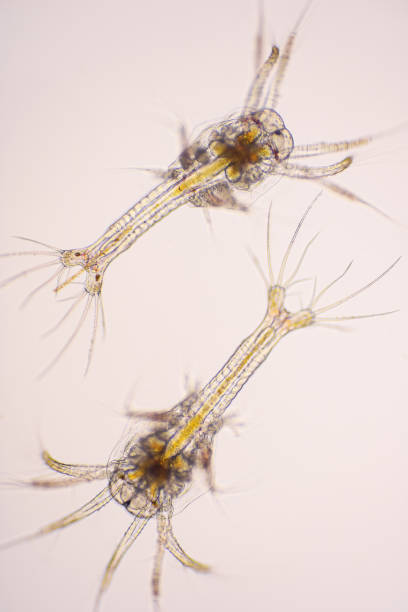 istock Shrimp, Zoea stage of Vannamei shrimp in light microscope, Shrimp larvae under a microscope, White shrimp, Nauplius, zoea, Larvae. Background. 1403459148