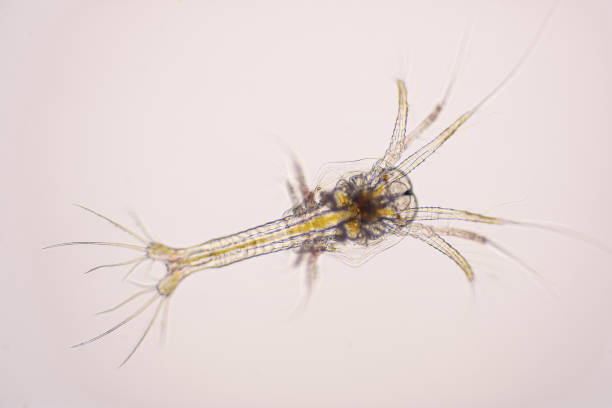 istock Shrimp, Zoea stage of Vannamei shrimp in light microscope, Shrimp larvae under a microscope, White shrimp, Nauplius, zoea, Larvae. Background. 1403459159