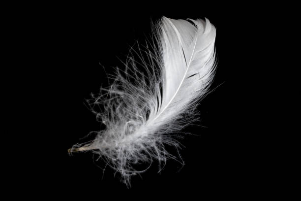 istock white feather of a goose on a black background 1403459295