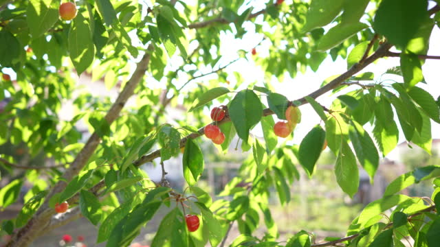 Ripe berries of a sweet cherry on a branch from below