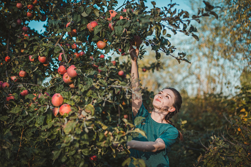 Young woman picking red apples from the tree in garden