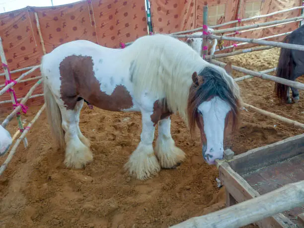 Gypsy horse also known as Traditional Gypsy Cob, Irish Cob, Gypsy Horse, Galineers Cob or Gypsy Vanner, is a type or breed of domestic horse from the islands Great Britain and Ireland.