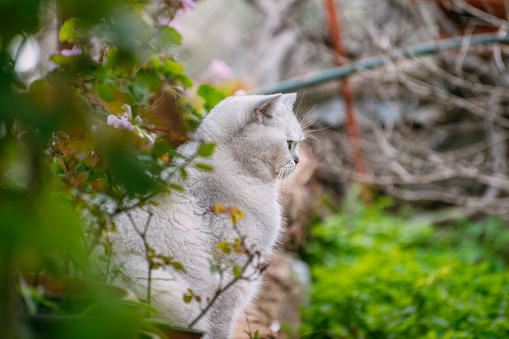 British Shorthair Cat on the Garden