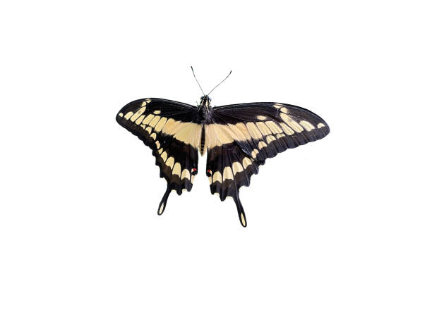 istock King Swallowtail butterfly isolated on white background 1403461599
