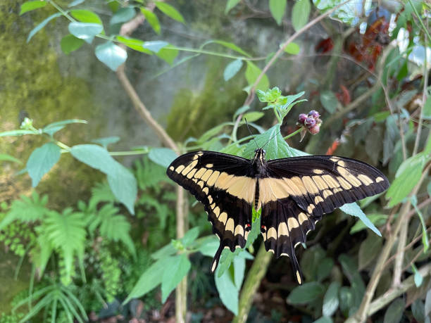 istock King Swallowtail butterfly isolated on a plant 1403461603
