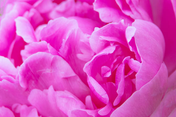 istock Beautiful Pink Spring Flower-Howard County,Indiana 1403463107