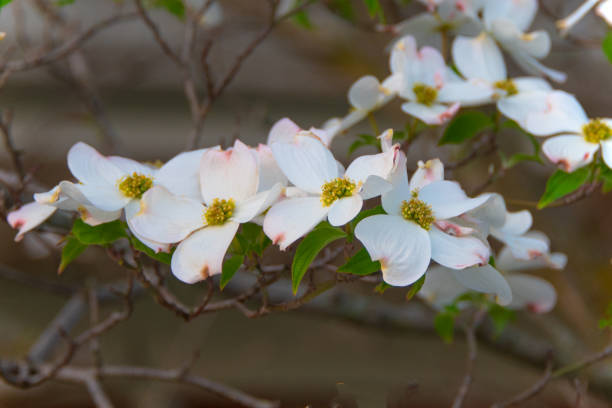 istock Spring Dogwood flowers-Howard County,Indiana 1403463671