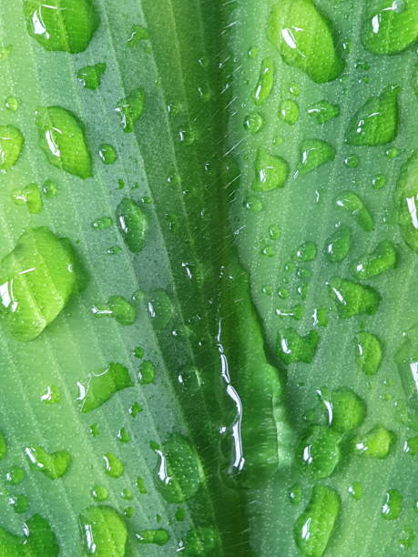 istock Lucious green of Costus 1403464293