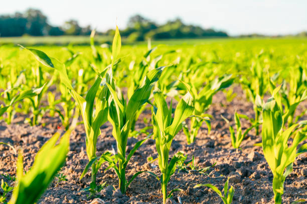 istock Many shoots of young corn, Corn green field 1403464328