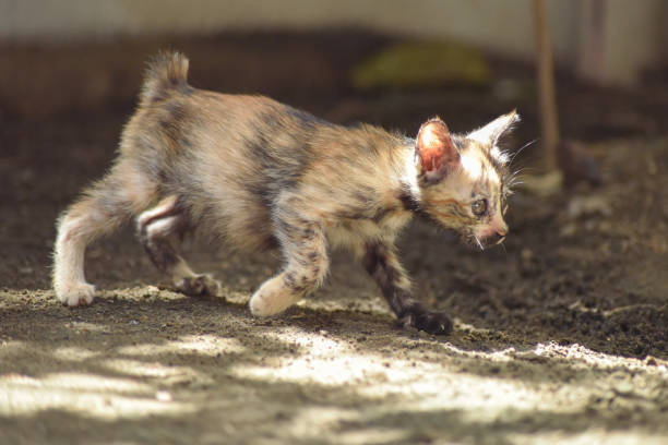 Cats are one of the most popular pets in the world. They have been domesticated for over 9,500 years ago and have been living with humans ever since. (*)