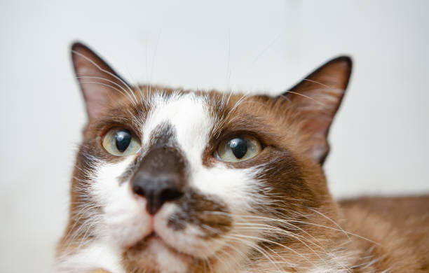istock cute cat lying comfortably in a brown paper box white background Soft focus 1403465972