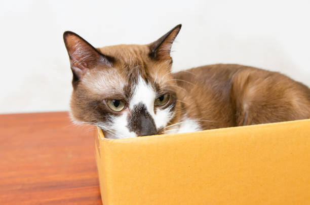 istock cute cat lying comfortably in a brown paper box white background Soft focus 1403466030