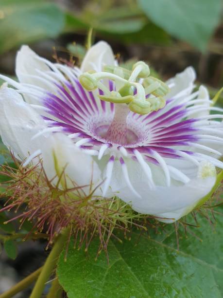 istock Flower of bush passion fruit aka stinking passionflower 1403466365