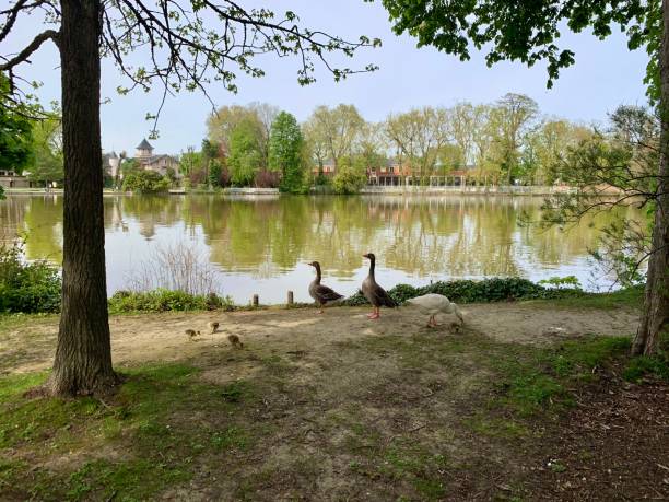 istock A family of geese. 1403467151
