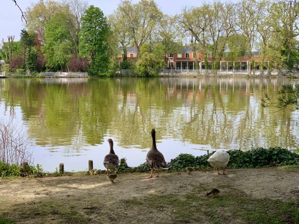 istock A family of geese. 1403467166