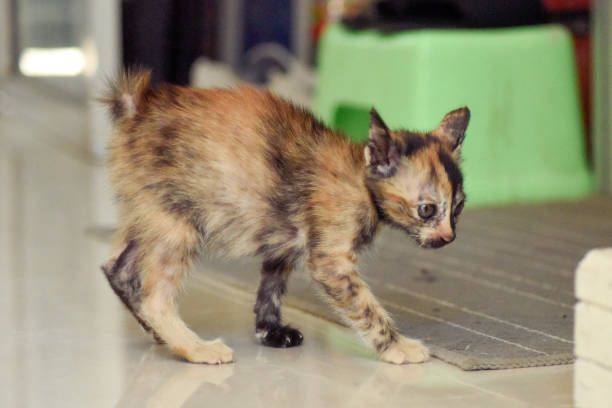 istock Cats are animals that live with humans. 1403467270