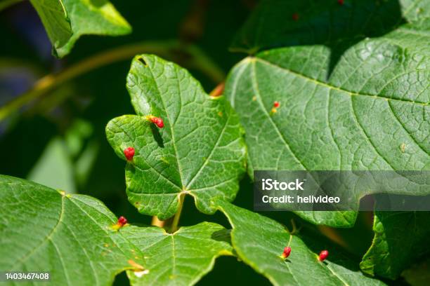Macro Detailed Shot Of Fascinating Plant Leaves Filled With Bright Red Specks Stock Photo - Download Image Now