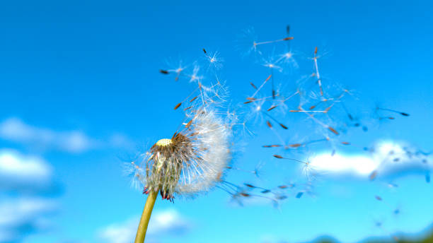 istock CLOSE UP: Delicate dandelion blossom gets swept away in the warm summer wind. 1403467481