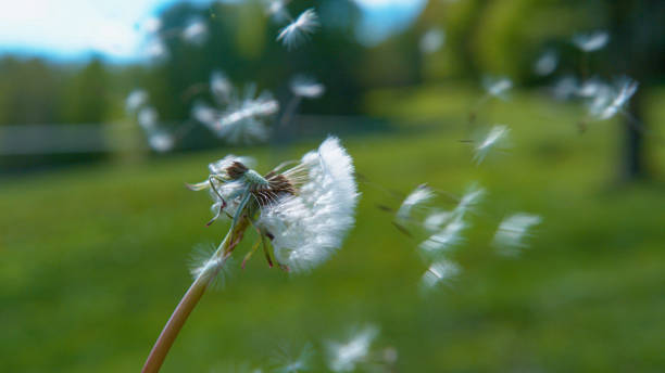 istock CLOSE UP: Fluffy white seeds get swept away by wind blowing across countryside 1403467498