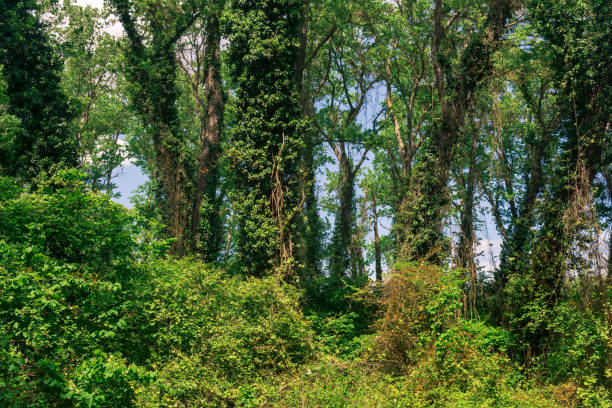 trees entwined with lianas and bindweeds in a subtropical broadleaf forest