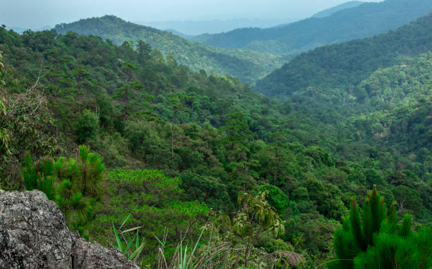 istock View of forest at the mountains 1403468904