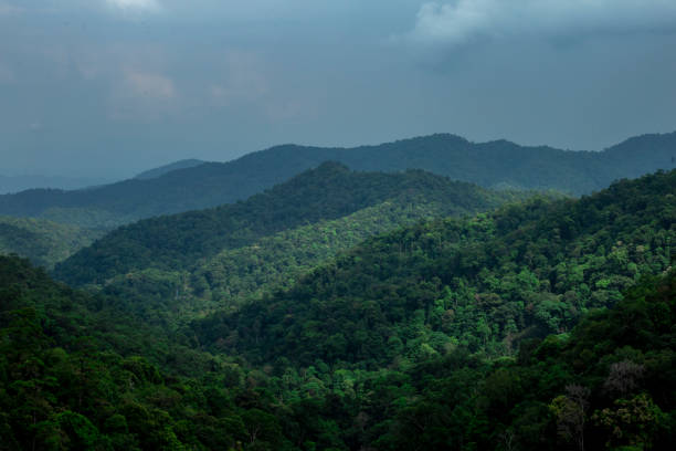 istock View of forest at the mountains 1403468906