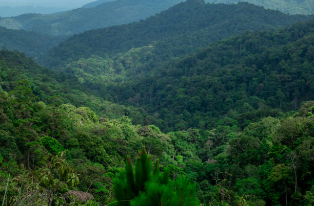 istock View of forest at the mountains 1403468968