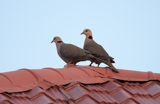 The red-eyed dove (Streptopelia semitorquata) is a dove that is a widespread and common in Sub-Saharan Africa. It has been listed as Least Concern on the IUCN Red List since 2004.