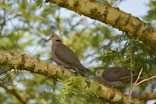 The red-eyed dove (Streptopelia semitorquata) is a dove that is a widespread and common in Sub-Saharan Africa. It has been listed as Least Concern on the IUCN Red List since 2004.