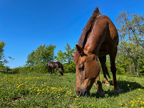 LOW ANGLE: Two brown-coated horses graze in the idyllic springtime countryside.