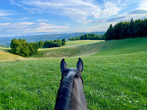 POV: Dark brown-coated horse gazes at the picturesque spring colored countryside while exploring the ranch with owner. Horseback riding in the scenic Slovenian countryside on a beautiful summer day.