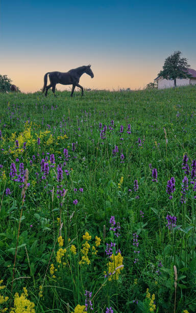 istock VERTICAL: Beautiful dark brown horse walks around beautiful blossoming meadow. 1403469855