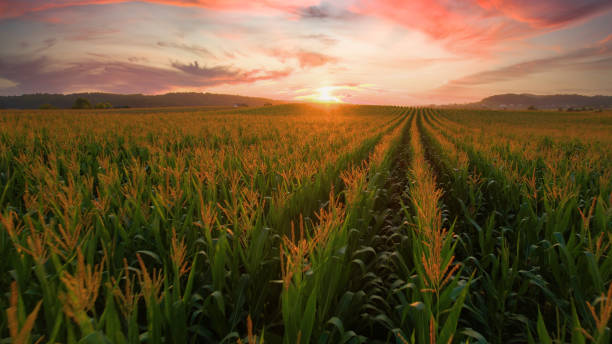 istock AERIAL: Endless maize field is sprawling across the tranquil countryside. 1403470071