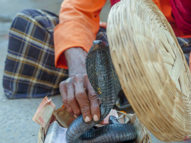 snake charmer zeigt schwarze kobraschlange im korb auf indischer straßenshow - cobra people india snake stock-fotos und bilder